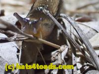 /home//u458753944/public_html/sourcegallery//Roxborough Toad Detour/2013-2019/2017/P4120677.JPG